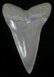 Fossil Mako Shark Tooth - Virginia #25684-1